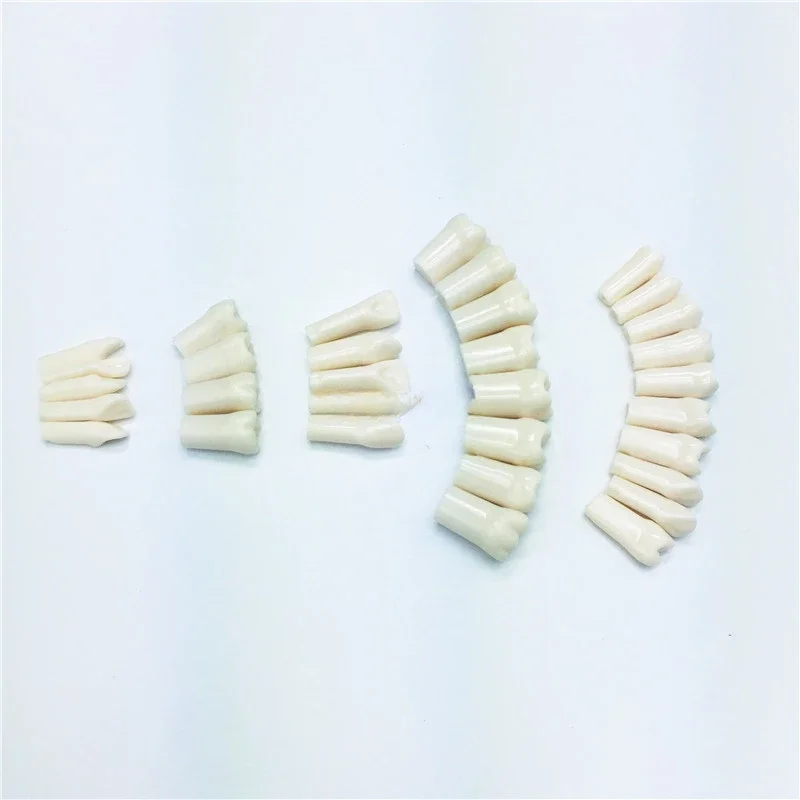 28pcs Dentals  Practise Teeth replacement Dentist Artificial Teeth for Implants Mandible