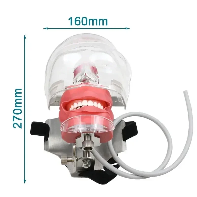

Dentals Simulator Manikin Phantom Head Dentals Teeth Model Nissin for Dentist Practice Teaching Model