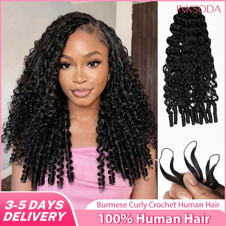 12A Burmese Curly C…