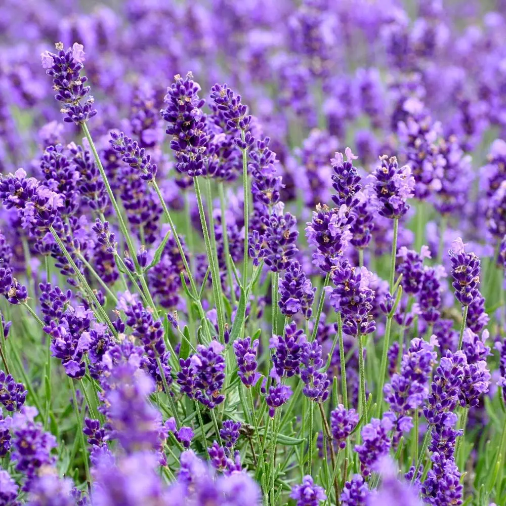 Graines de lavande médicinale 0,2g PlantiCo Aromatique Perpétuelle pour Jardin, Balcon et Terrasse