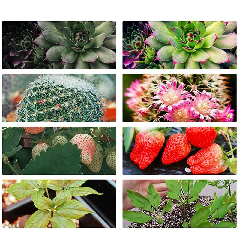 

3 Heads 3H / 9H / 12H Timer Plant Growth Light LED Light Full Spectrum