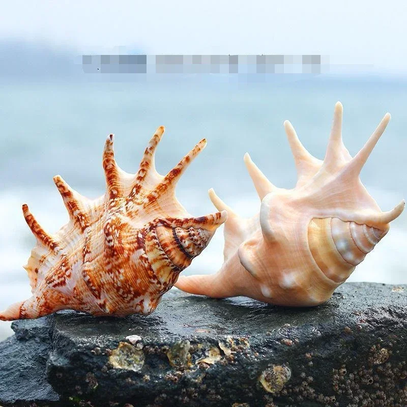 Seven-horned Snail Polyclawed Snail Natural Conch Science Specimen Collection Home Decoration