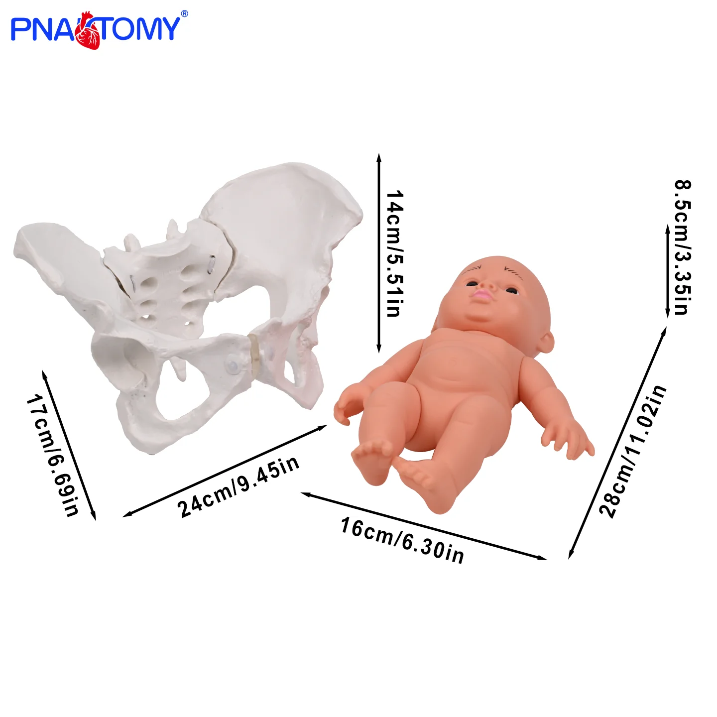 PNATOMY PNT-0112b Life-Size Female Pelvis Skeleton Model (PVC) for Medical Education and Childbirth Process