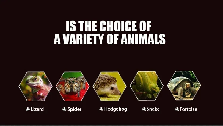 Snake Lizard Spider Terrarium Lizard Spider Gecko Tortoise Hamster Reptiles Please consult customer service for price and size. view 3