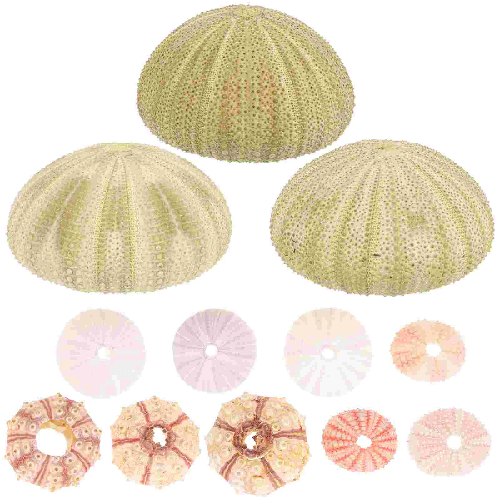 

12 Pcs Natural Shell Conch Air Plant Planter Sea Urchin Decors Hanging Shape Fish Tank DIY Ornaments Urchins Decoration