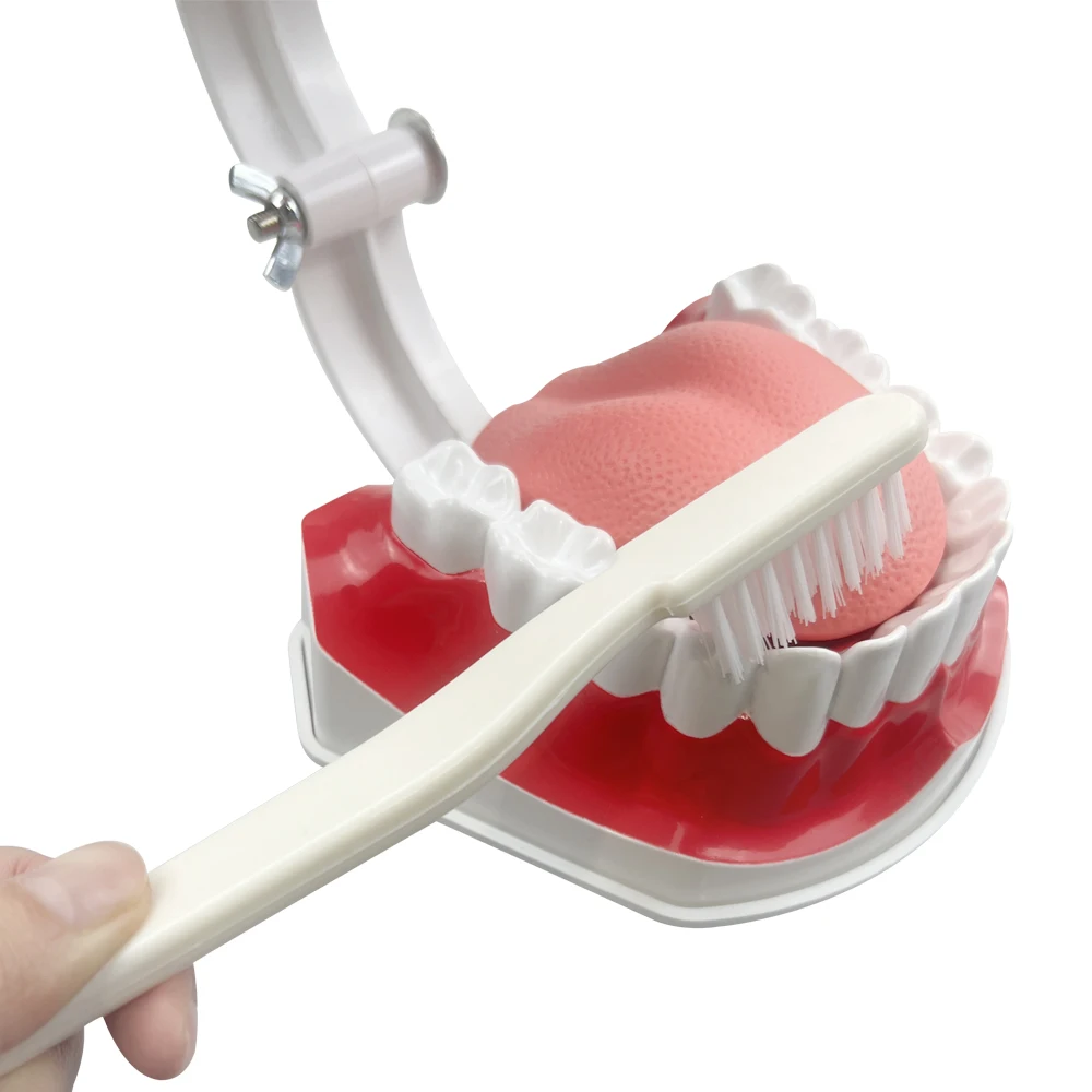 

Демонстрационная модель с большими зубами Typodont со съемным язычком и зубной щеткой для обучения, обучения, чистки, образования