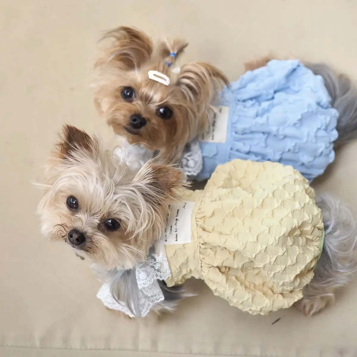 Pet Camisole Pumpkin Skirt INS Colorful Camisole Skirt Pumpkin Skirt Bubble Skirt Summer Clothing Cat Dog Clothing Princess Cute