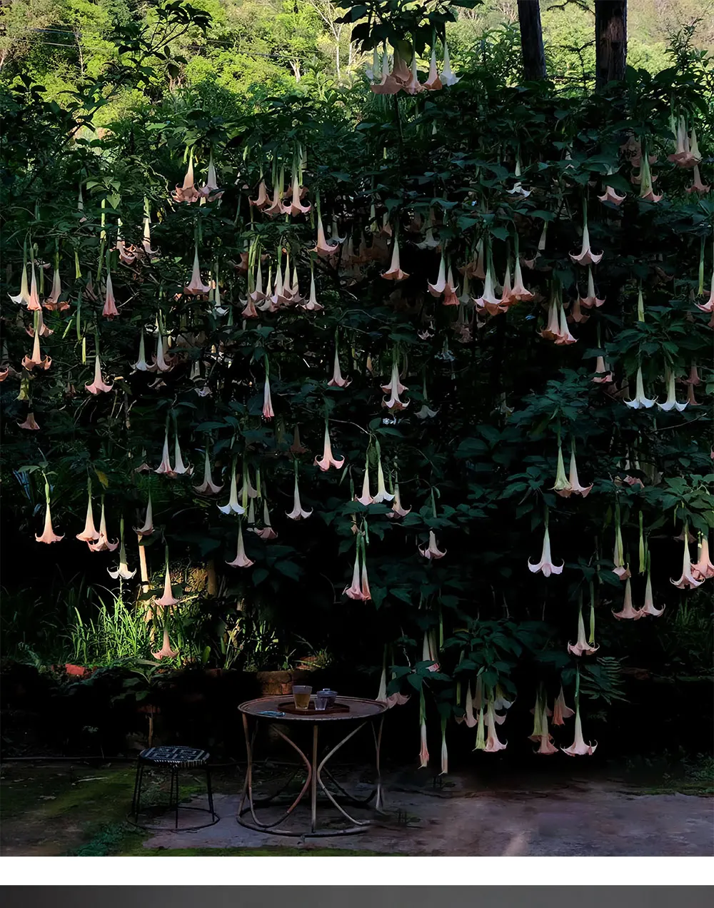 Hochwertige künstliche Blumen aus PU mit echtem Touch-Design – Wandbehang für Hochzeitsfeiern | Blumendekoration für Zuhause, Wohnzimmer, Garten – Detail 1