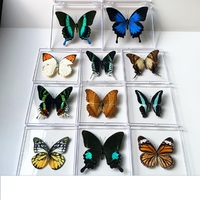 True Butterfly Specimens Decoration Dragonfly Insect specimen  Student Creative Birthday Gift  Transparent B