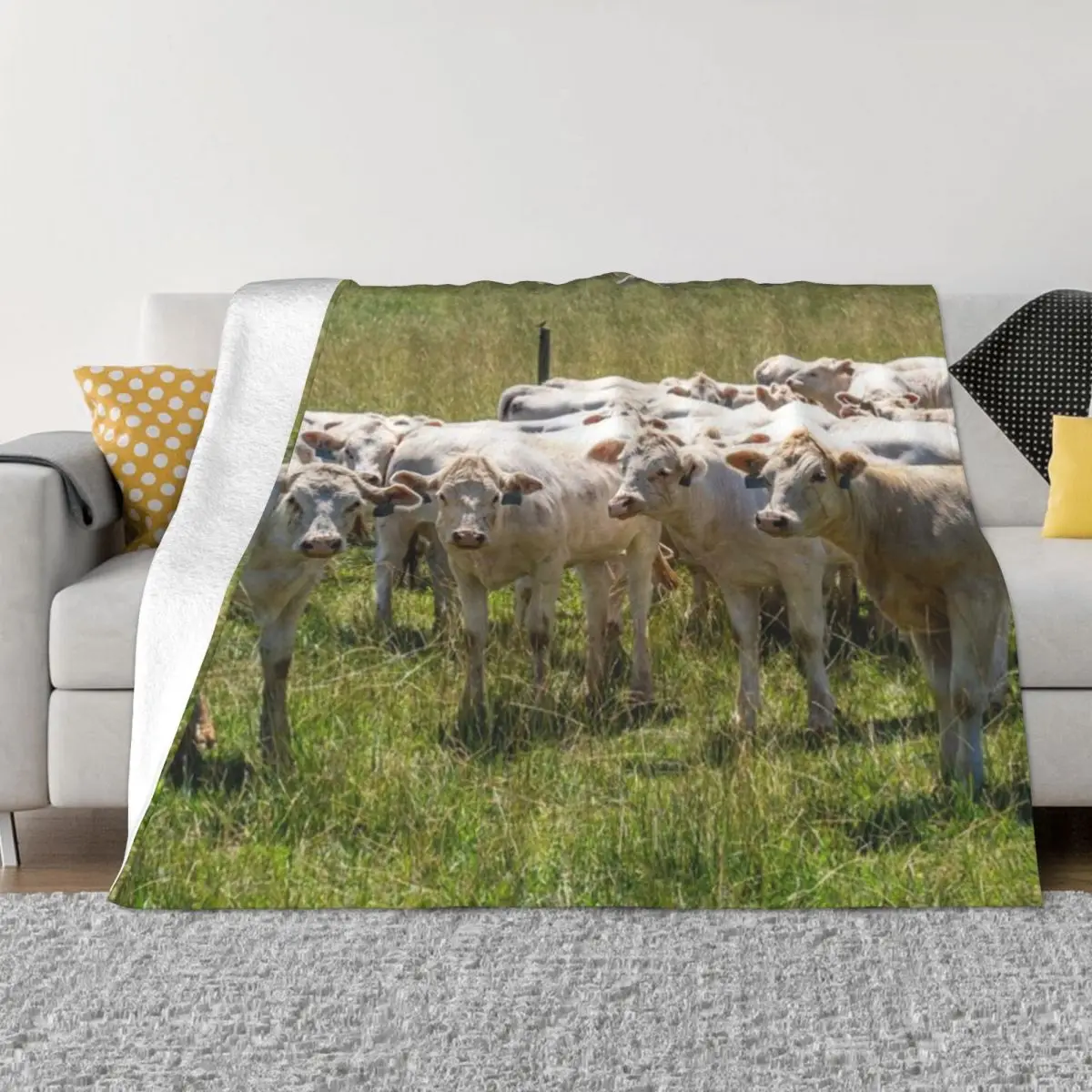 Foto de ganado Charolais personalizada cómoda decorar el hogar una manta de micropolar ultrasuave
