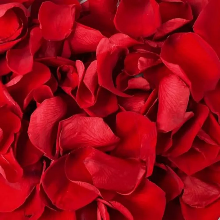 

180 PCS Real Red Rose Petals Confetti for Romantic Night, 1.75oz Preserved Freeze Dried Flower Petals for Wedding Proposal, Val