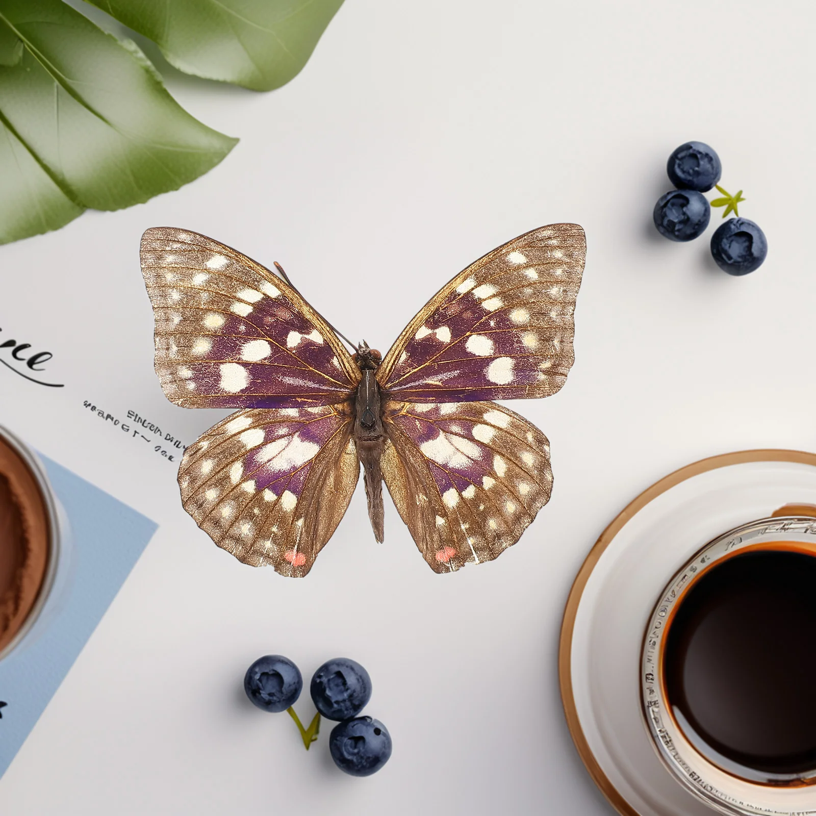 

Purple Specimens Real Mounted Butterfly Specimen Educational Scientific Supplies Kids Office Decor Eternal Butterfly