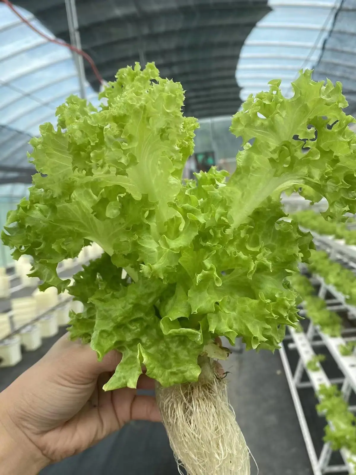 売れ筋ネットカップ ガーデン スロット付きメッシュネットポット プラスチック製植木鉢 蘭の植木鉢