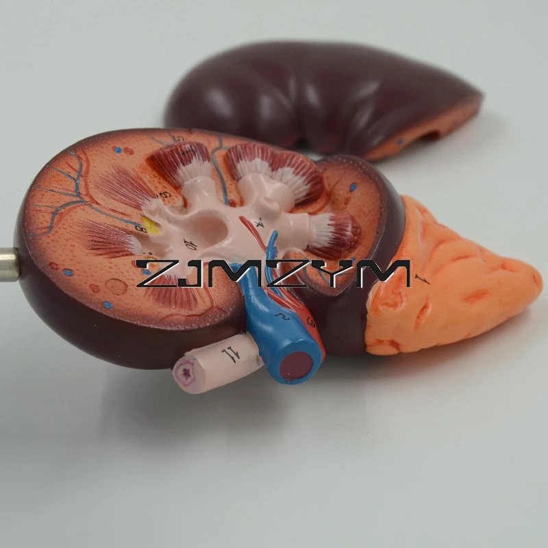 Kidney Anatomy Teaching Model Kidney Anatomy 1.5x Magnification With Adrenal Teaching Model Tools