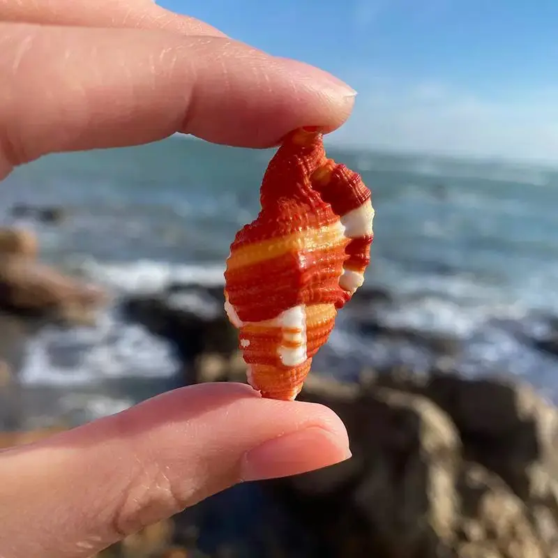 Yanhong Meifa Snail Natural Conch Shell Rare Collection Specimen Conch Fish Tank Home Decoration