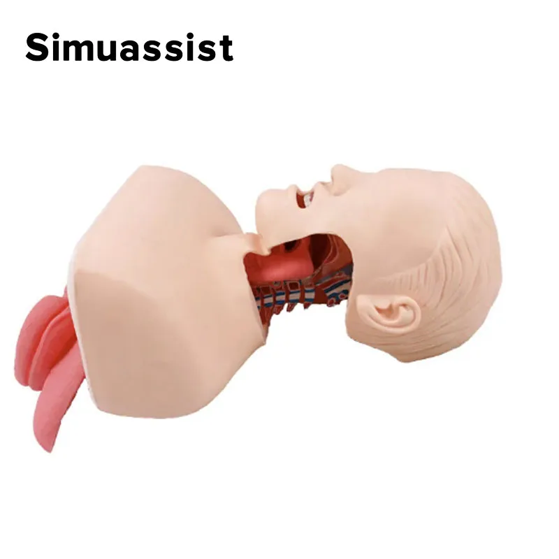 Human Tracheal Intubation Training Model Endotracheal Intubation simulater Airway Management Emergency Model Without base