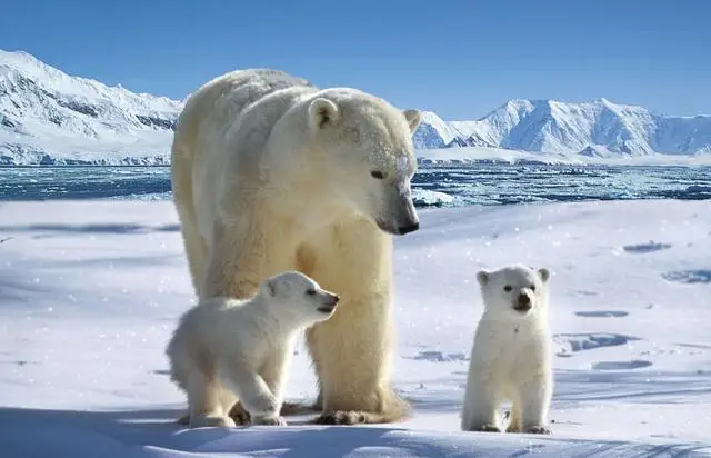 

Metal Drive Shaft CVD 104001-1927 for Wltoys 104001 1/10 RC Car Spare Parts Accessories