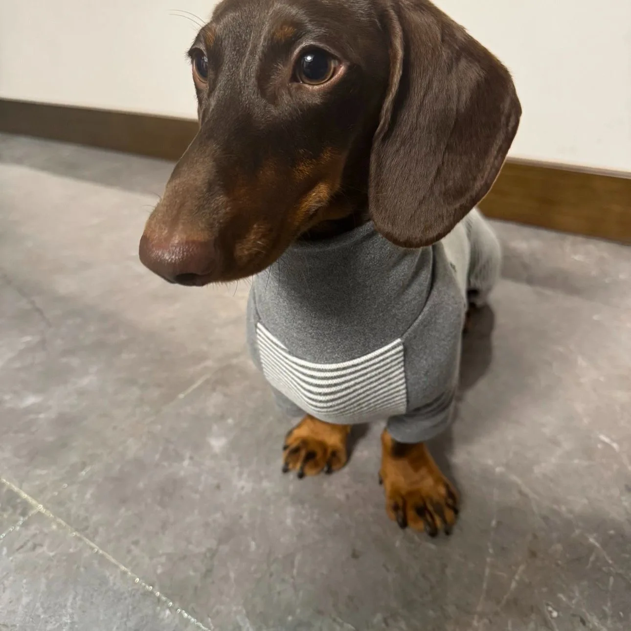 Warm Fleece Elastic Sweatshirt for Dachshund Soft 4-legged High-Neck Spring Coat for Wiener Dog Warm Outdoor Wiener Dog Clothes