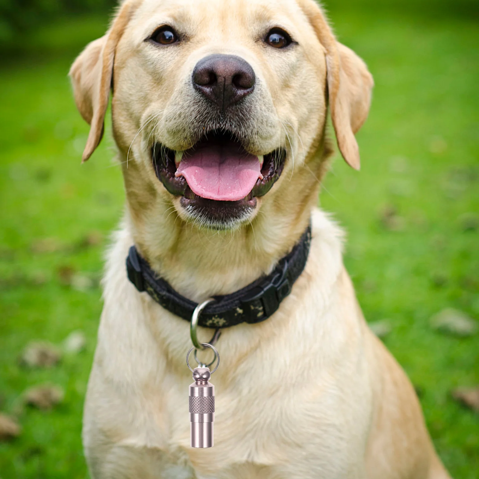 

6Pcs Dog Tag Anti Lost Pet Name Tag Corrosion Resistant Id Tube for Cats Rabbits Personalized Dog Tags Pet Tags for Cats