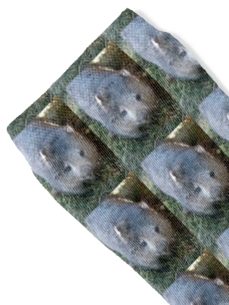 Curious Wombat, Cradle Mountain, Tasmania, Australia. Socks Non-slip warm winter hip hop Christmas Socks For Man Women's