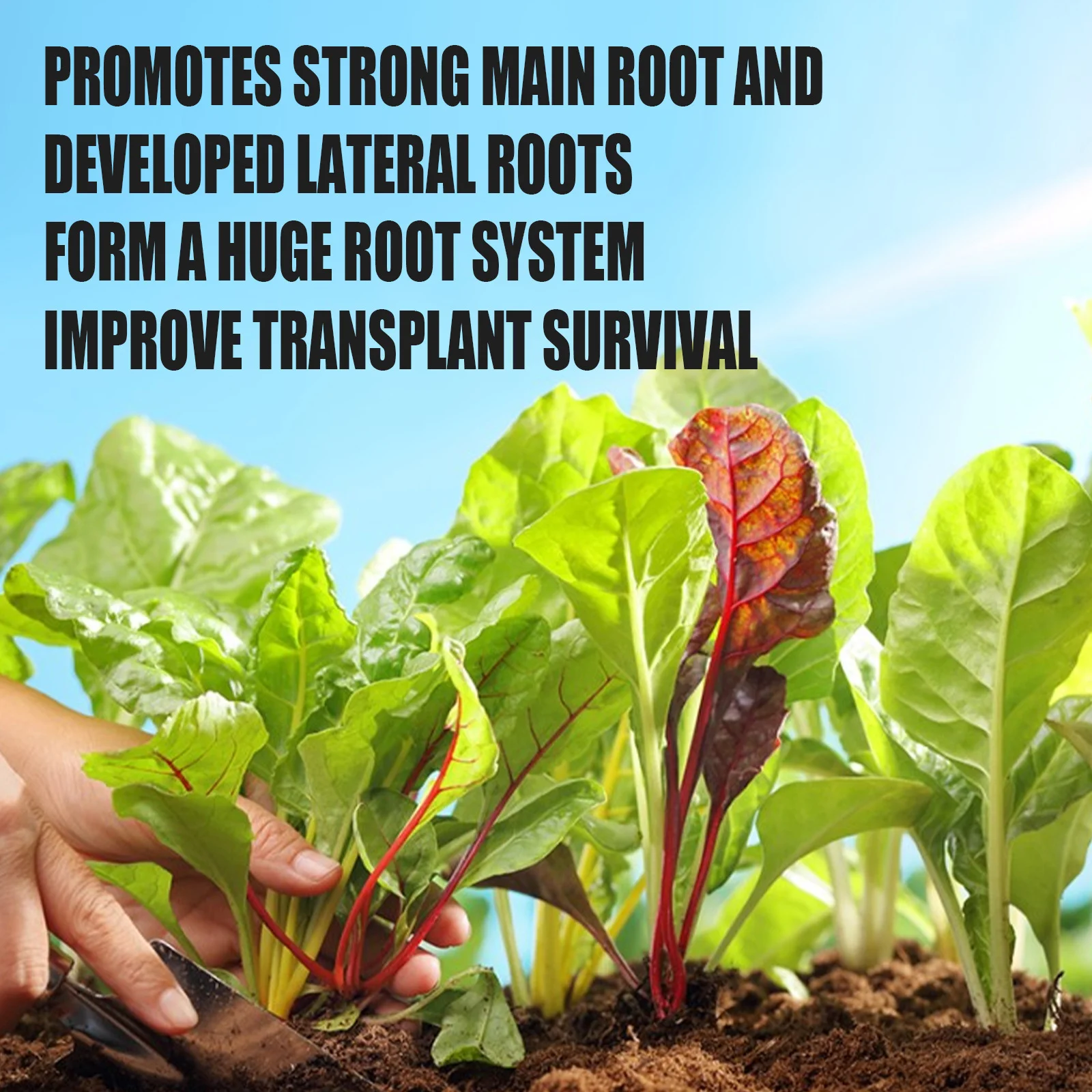 100g Fast Rooting Powder Rooting Hormones Powder Improve Flowering Cutting Survival Rate Plants Grow Cut Dip Powder Fertilizer