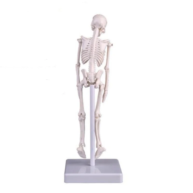 21 cm Miniature Human Skeleton Model Whole Body Skeletal Simulation Medical Model