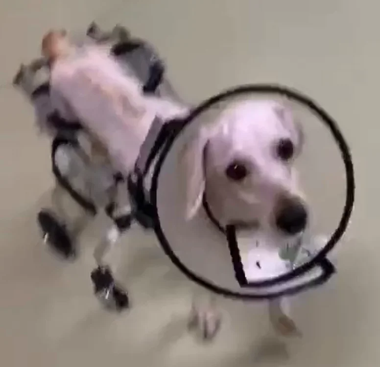 HEDY PW02 Sedia a rotelle regolabile a 4 ruote per cani da compagnia e gatti, per morsi feriti, cani da compagnia, gambe posteriori posteriori, riabilitazione e recupero