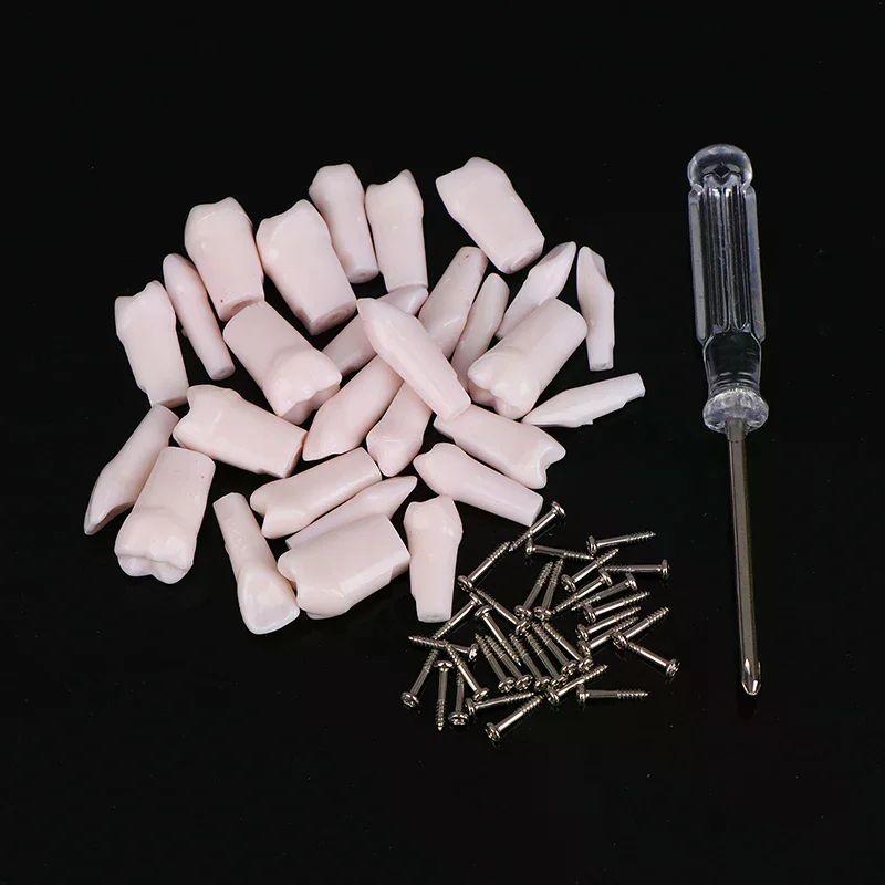 28Pcs Dental Typodont Teeth Replacement Detachable Screw-in Standard Teeth For Dentistry Preparation Training Teach