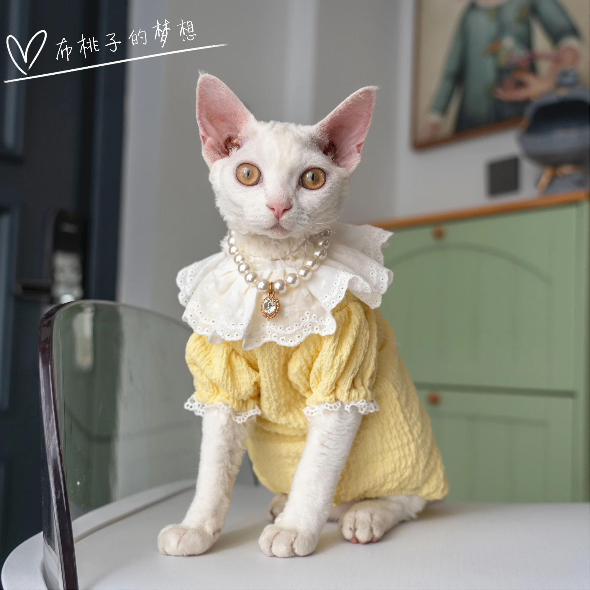 Yellow Sphynx Cat Clothes Cotton T-shirt Fashion Cartoon Undercoat For Devon Rex Soft Coat for Kittens Devon Rex Soft Cat Things