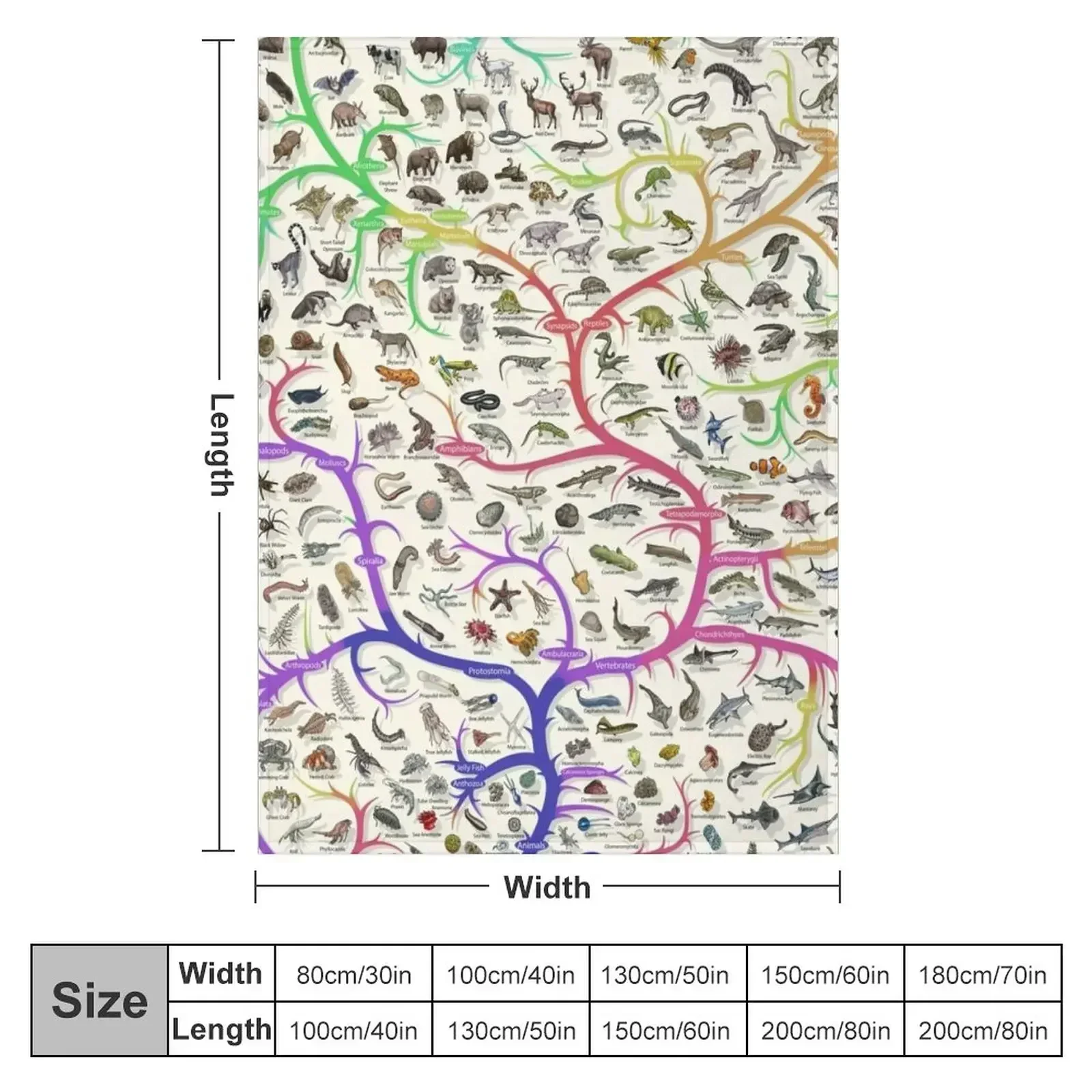 Animal Tree of Life Poster - Evolution - Colour (English Annotations) Throw Blanket wednesday Travel Summer Blankets