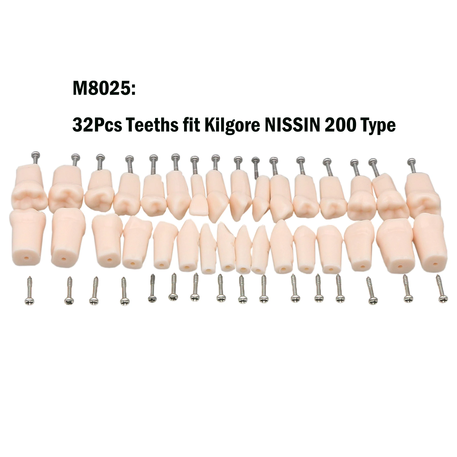 Dental Teeth Model Compatible Kilgore NISSIN 200/500 Type Typodont Model Screw-in Removable Teeth