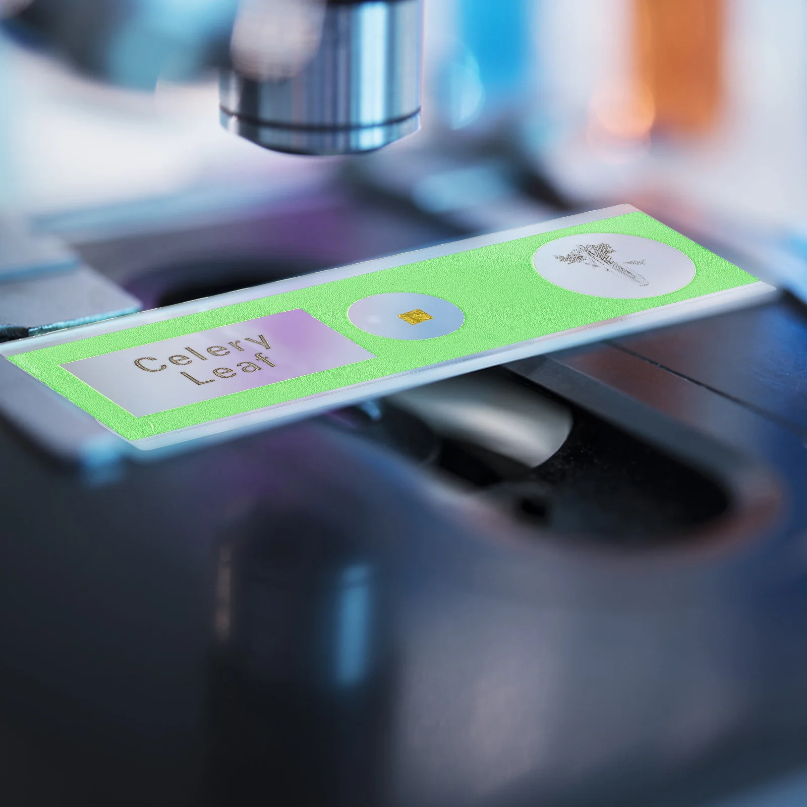 36 pz Vetrini biologici Vetrini per microscopio preparati per bambini Raccolta di campioni in plastica Pianta Campioni di insetti animali Stereo