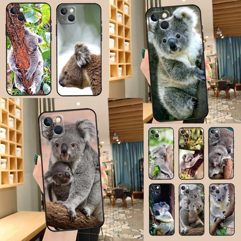 Australian Koala Ca… - image
