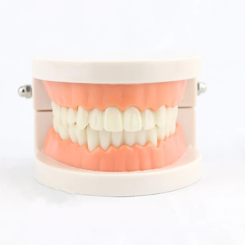 Dental Anatomy Model Oral Dental Care Brushing Instructional Model Medical Health Care Teaching Molds