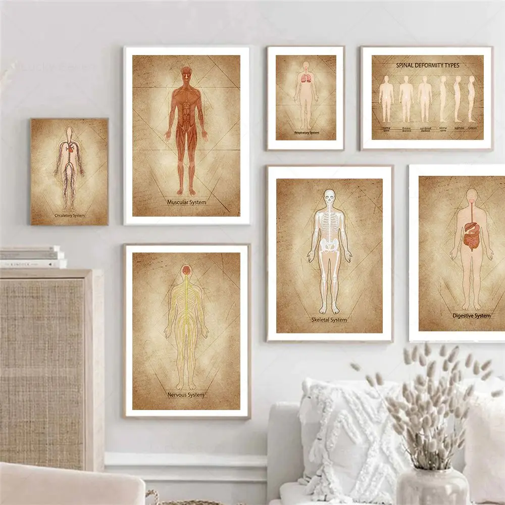 Nervous Digestive Respiratory Muscle Skeletal System Poster Spine deformity Anatomy Medical Canvas Print Doctor Room Wall Decor