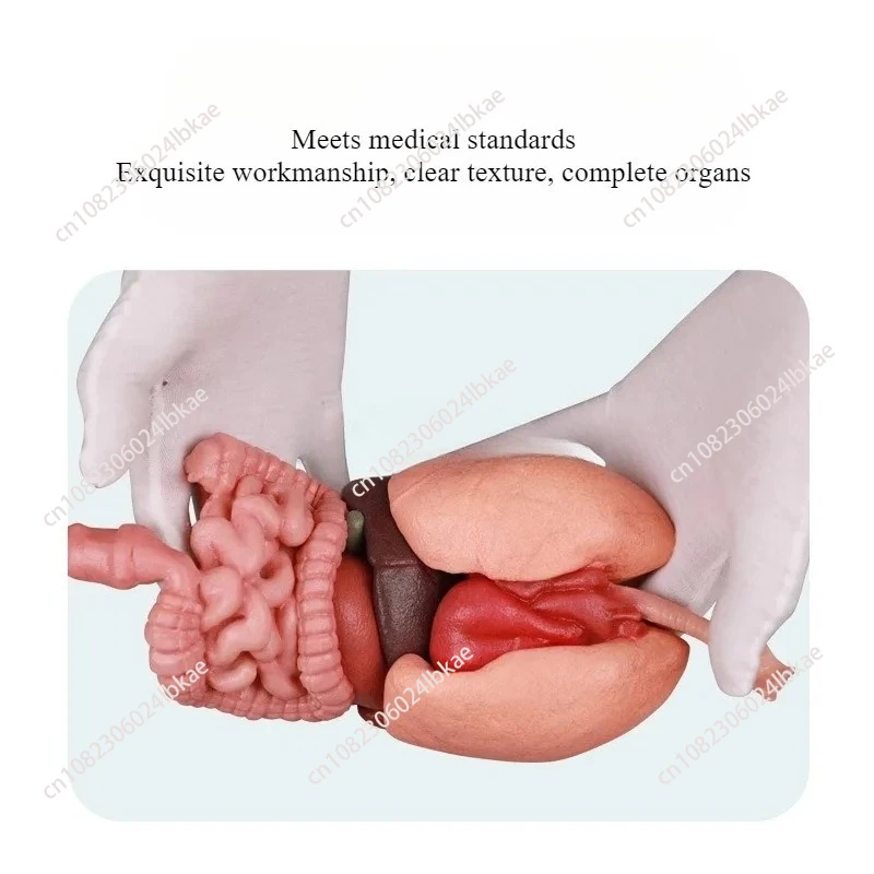 التدريس الطبي للكبد والطحال والرئتين والكلى والهياكل المعدية في نماذج الجهاز البشري نموذج جسم الإنسان #4