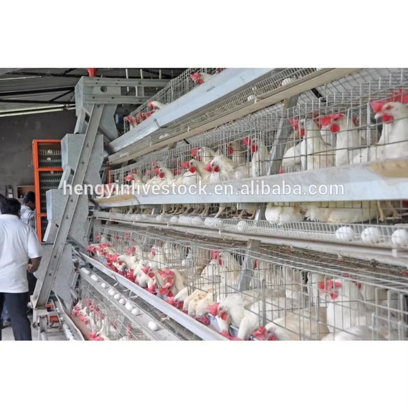 Good Price Automatic Layer Poultry Equipment A/H Type Chicken Farm Used Chicken Cage