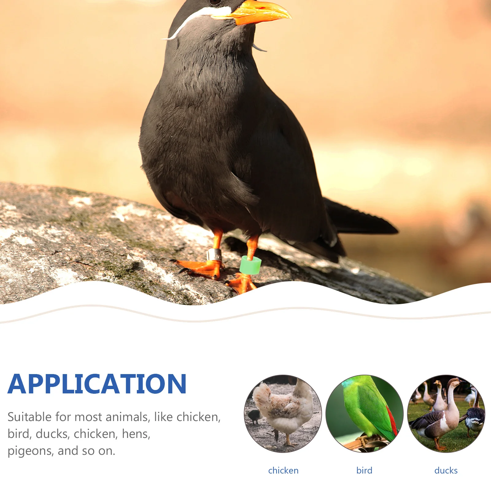 

20Pcs Pigeon Plastic Leg Rings Colorful Safe Easy to Apply Bird Distinguish Tool for Parrots Parakeets Cockatiels Poultry Leg