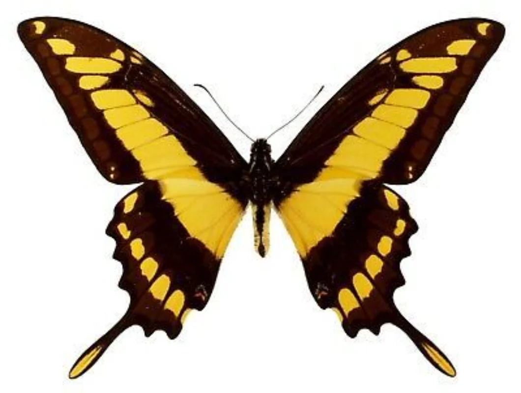 Real butterfly specimen Papilio thoas Papilio thoas hobby collection home decor home decoration accessories DIY carfs