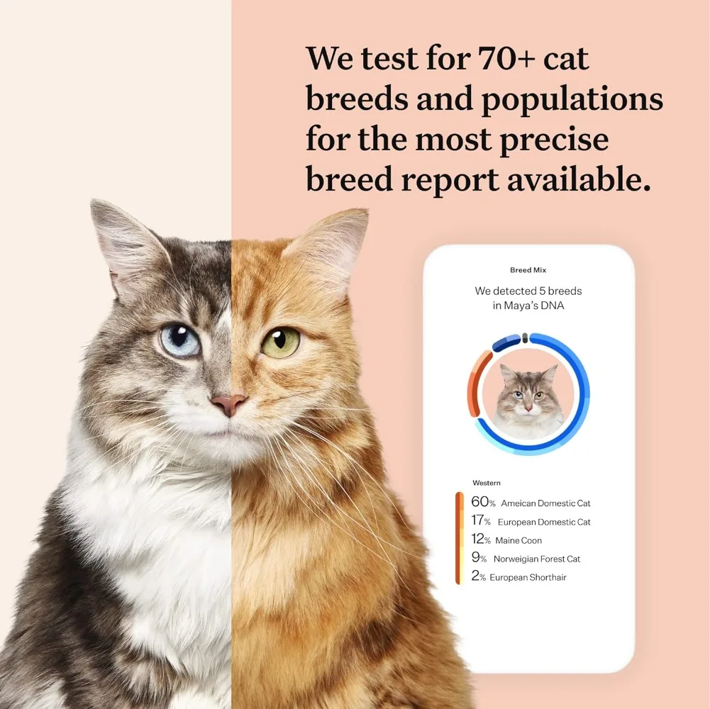 Comprehensive Cat DNA Test kit for 45 Health Genetic Health Conditions 70+ Breeds and populations 25+ Traits Blood Type 2 Pack