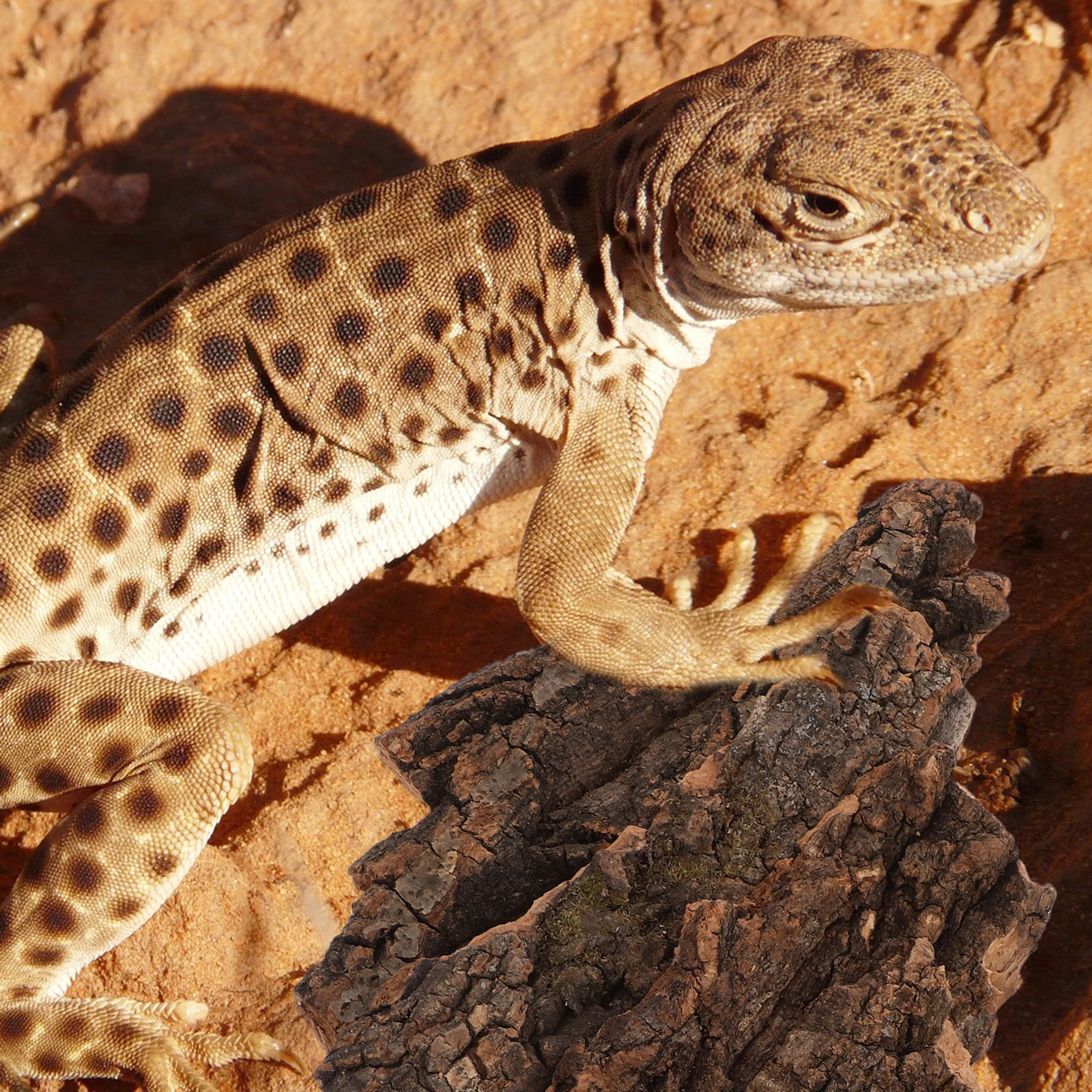 

4 pcs Natural Reptile Bark Climbing Surface Lizard Terrarium Landscaping Decor Reptile Feeding Decor Pet Terrarium Ornament