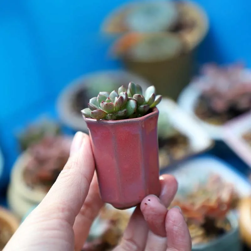 Coarse Pottery Semi Glaze Mini Fleshy Flowerpot Mini Pot Pocket Green Plant Home Decoration Thumb Flowerpot With Hole ZC528