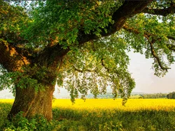 Customized Size Wallpaper Modern Simple Tree Blue Sky Grassland Wooden Decoration Mural Rapeseed Flower Jungle 3d wallpaper