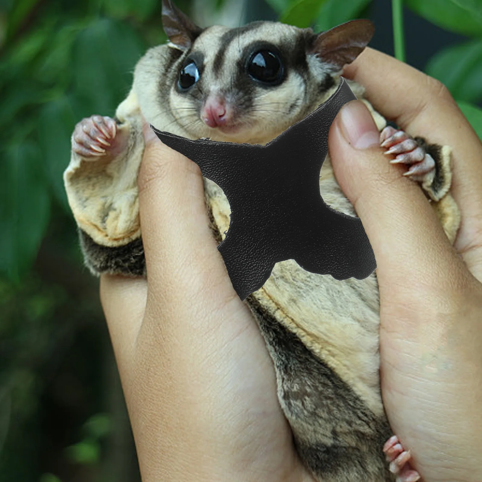 

Small Pet Leash 1 Adjustable Traction Rope Sugar Glider Walking Harness Compact Lightweight Sturdy Hauling Rope Suitable Guinea