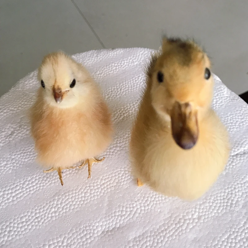 1pcs Taxidermy duckling stuffing Eurasian Yellow Little Ducks specimen chick Teaching / Decoration