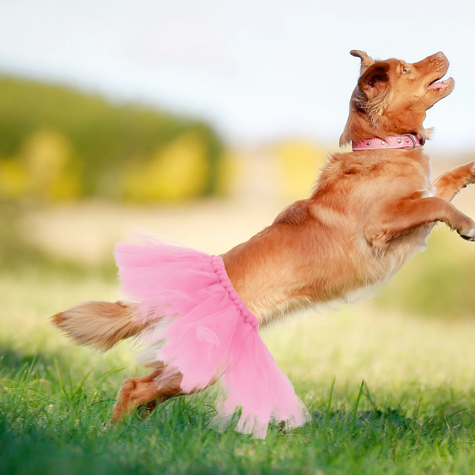 

2Pcs Puppy Tulle Tutu Dress Soft Nonirritating Material Elastic Fit for Medium Large Pets Enhance Image At Gatherings