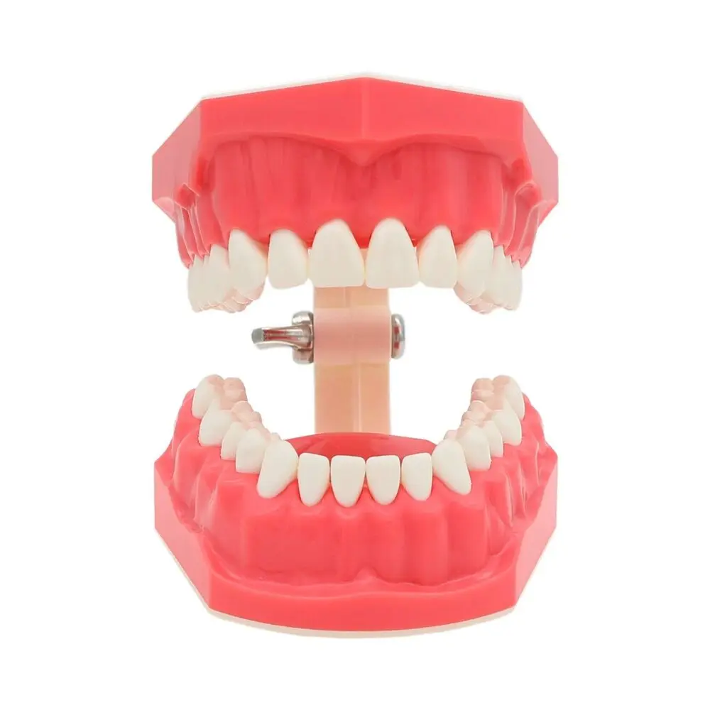 Dental 1:1 Brushing Typodont Teeth Model Normal Standard Demo Flossing Teaching Practicing Studying Demonstration