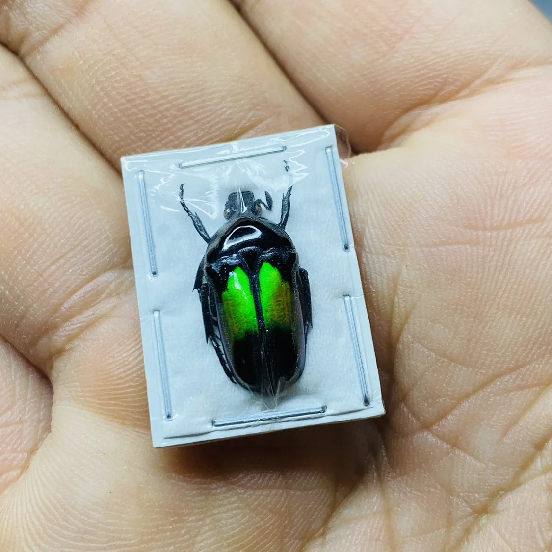 本物のカブトムシの昆虫標本、認知、動物、オプションのスペード、カブトムシの教育、研究、教育、小道具写真、5個