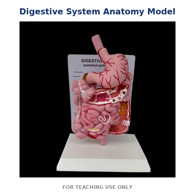 

Анатомическая модель пищевой системы человека, шлунок, кишечник, Cecum Rectum Duodenum, медицинское учебное пособие