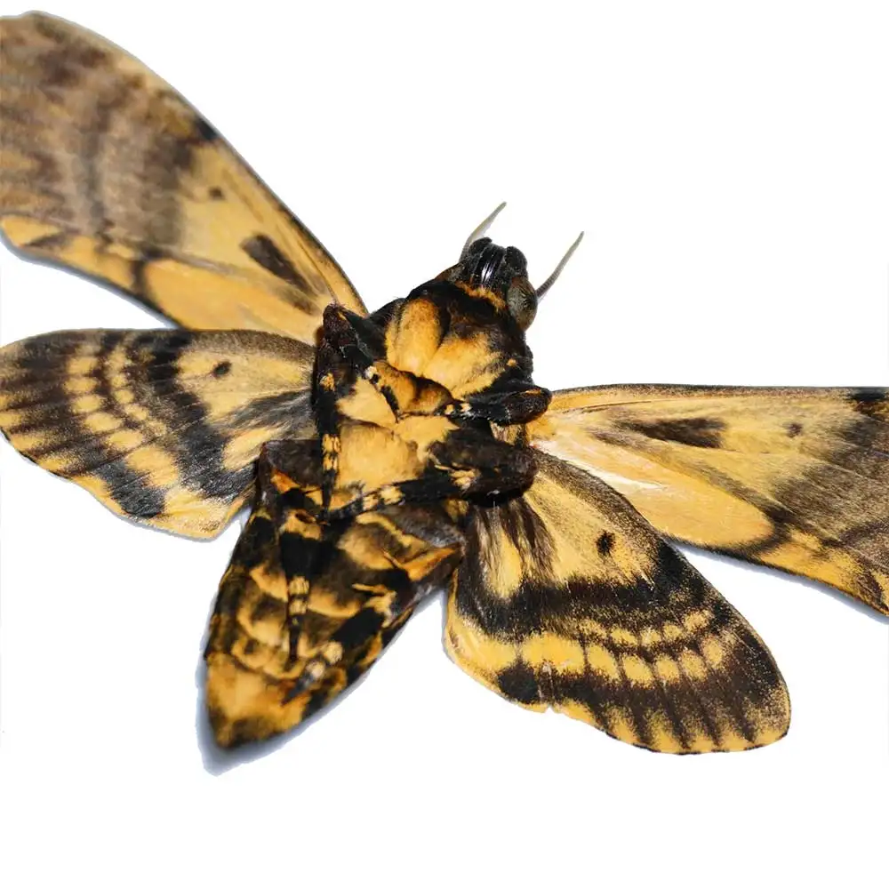 Ghostface Moth Insect Specimen Rare Teaching Collecting Item for Home Office Decor Picture Frame Display GIFT